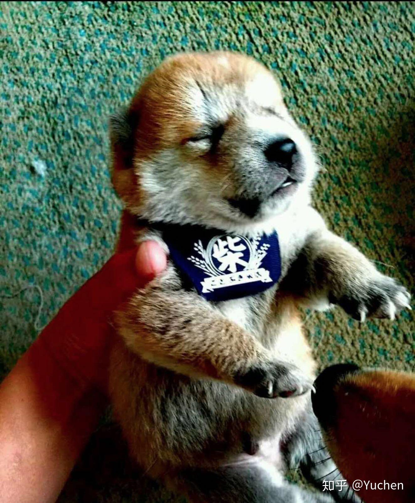 柴犬性格特点_柴犬外形特征_柴犬的耳朵什么时候会立起来