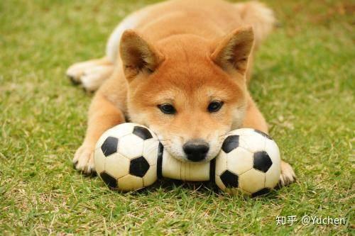柴犬的耳朵什么时候会立起来_柴犬性格特点_柴犬外形特征
