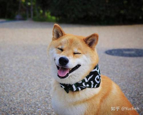柴犬的耳朵什么时候会立起来_柴犬外形特征_柴犬性格特点