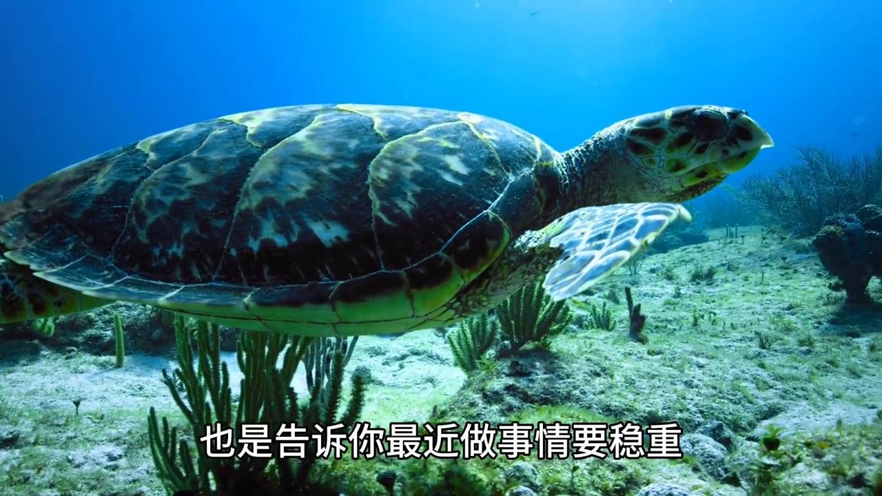 梦到乌龟预兆_孕妇梦见水里抓到乌龟_乌龟梦象征意义