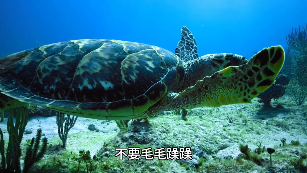 梦到乌龟预兆_乌龟梦象征意义_孕妇梦见水里抓到乌龟