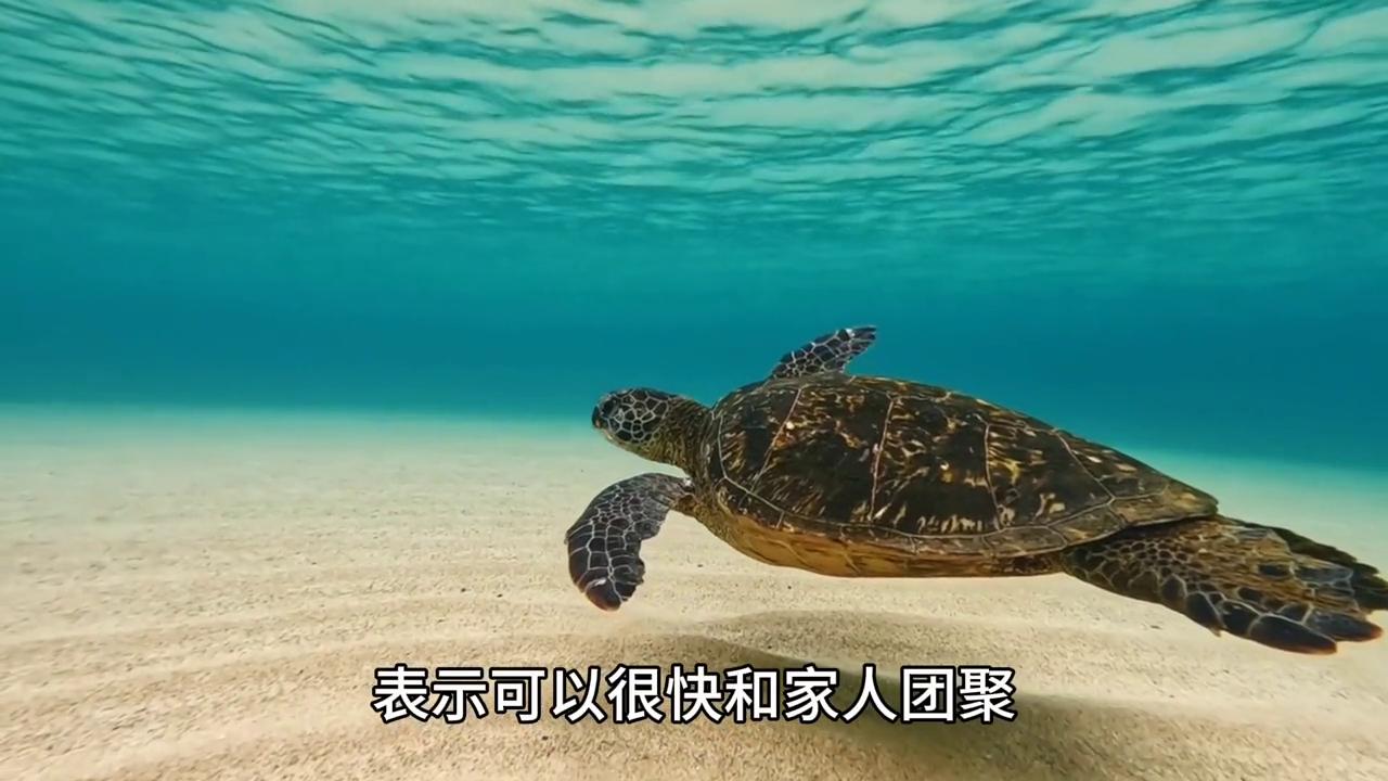 孕妇梦见水里抓到乌龟_梦到乌龟预兆_乌龟梦象征意义