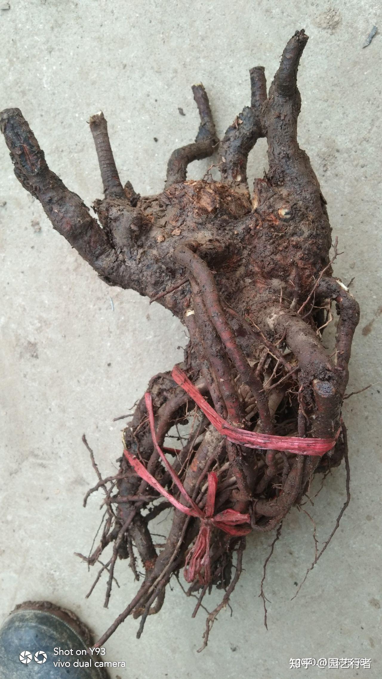 腊梅广场舞_腊梅栽培管理_河南鄢陵腊梅之乡