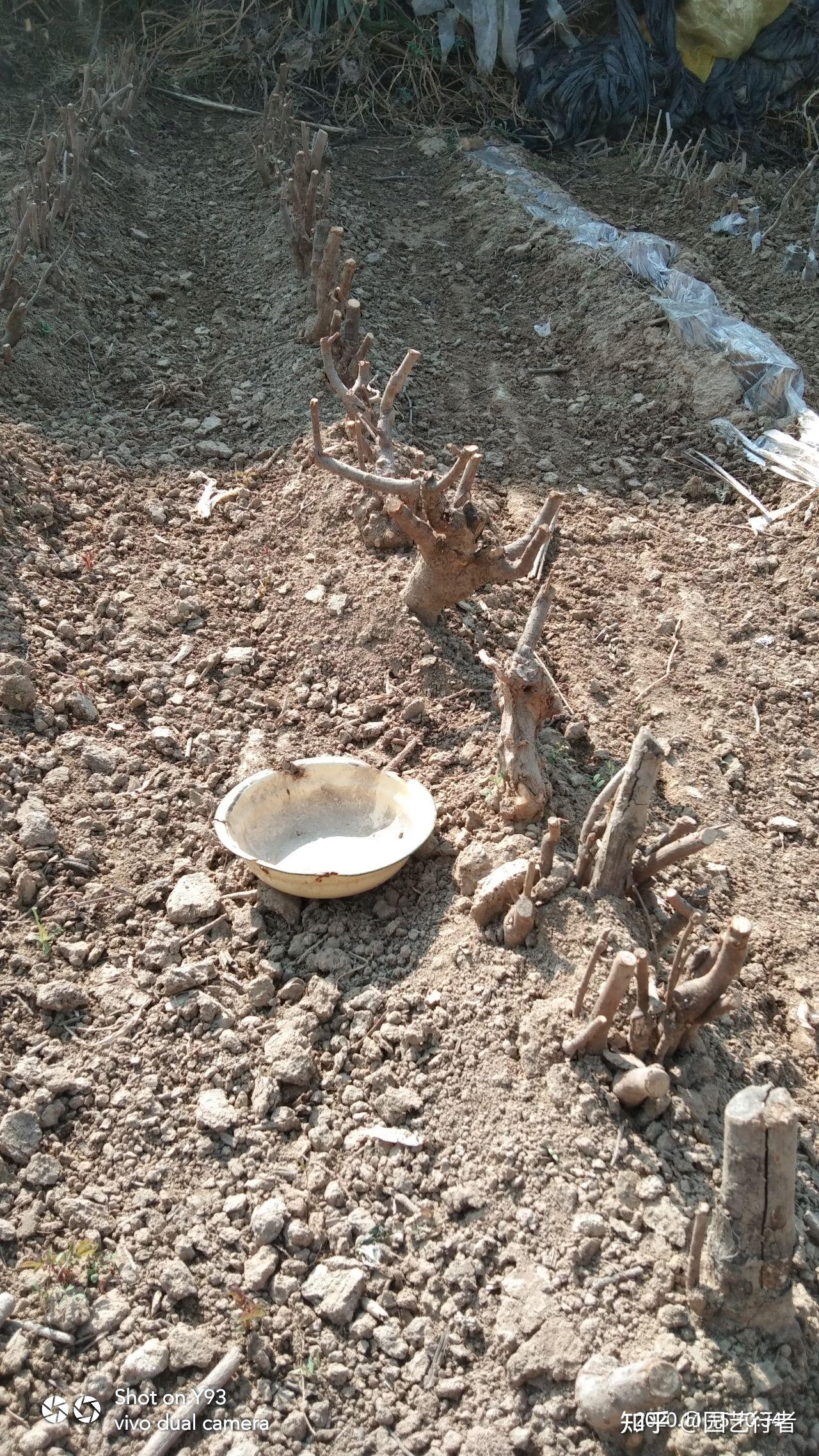 腊梅栽培管理_腊梅广场舞_河南鄢陵腊梅之乡