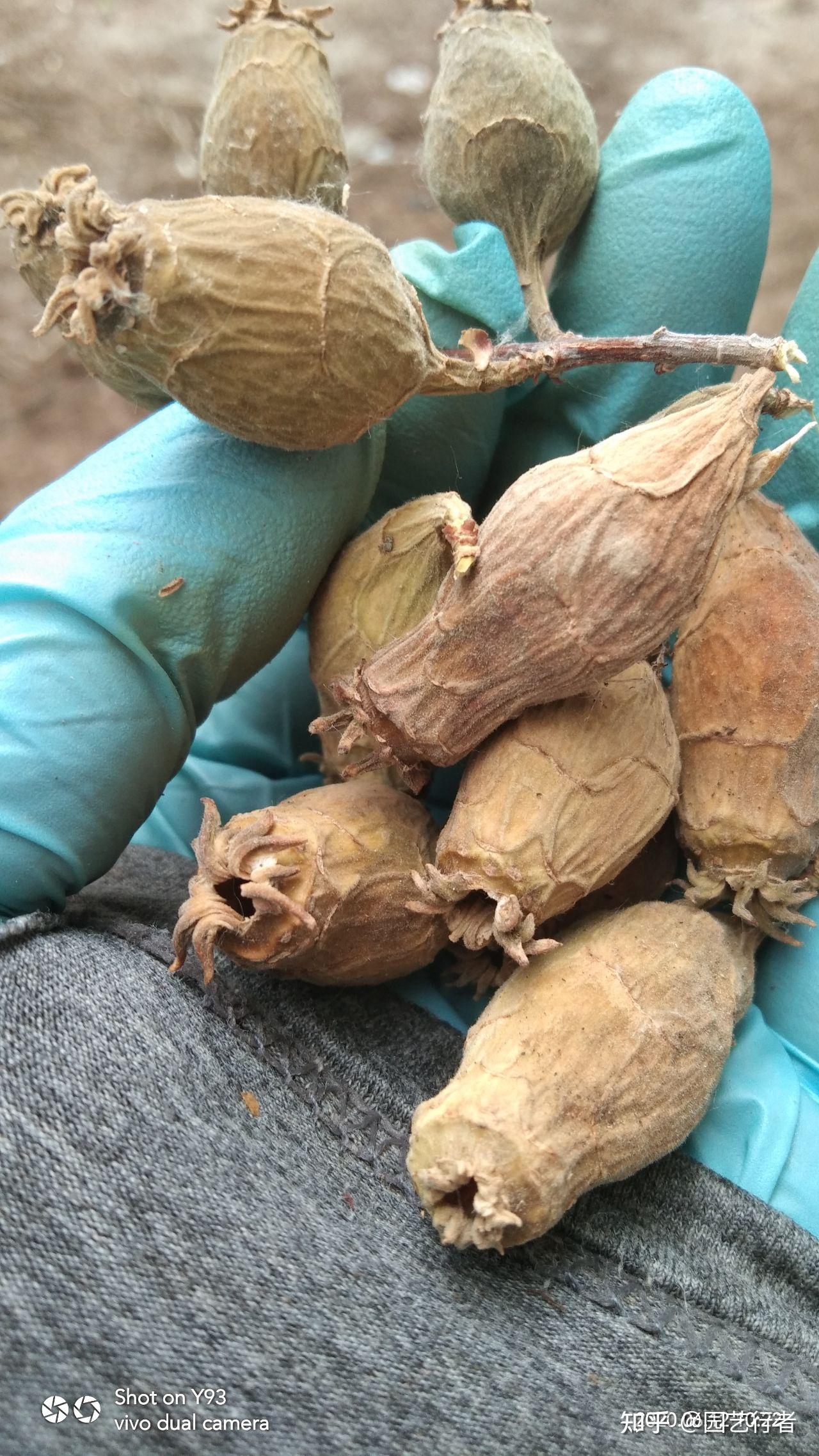 腊梅广场舞_腊梅栽培管理_河南鄢陵腊梅之乡