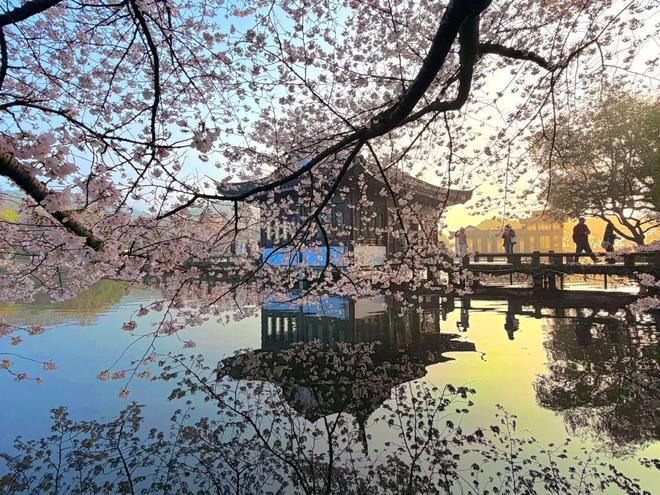 2026 杭州旅游 5 日跟团 灵隐寺雷峰塔西溪湿地纯玩省钱报团不绕路_杭州西溪湿地文化简介