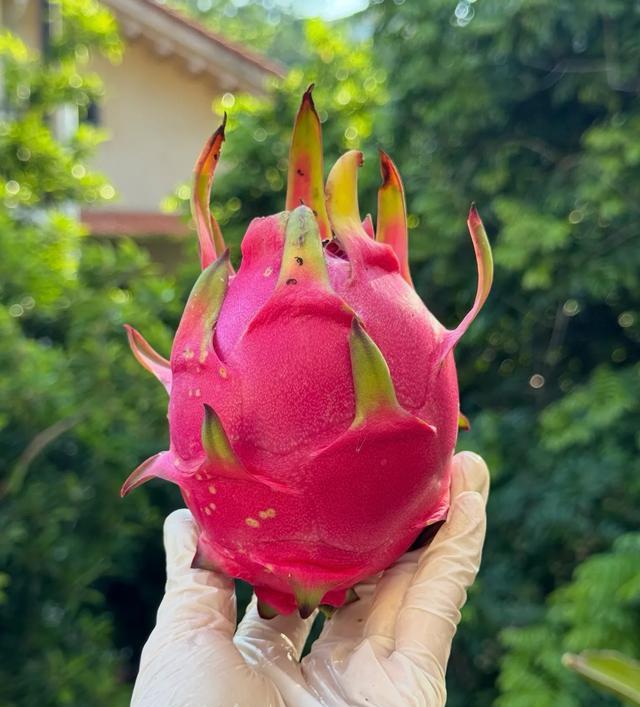 5月水果推荐_最新水果季节_热性水果有哪些