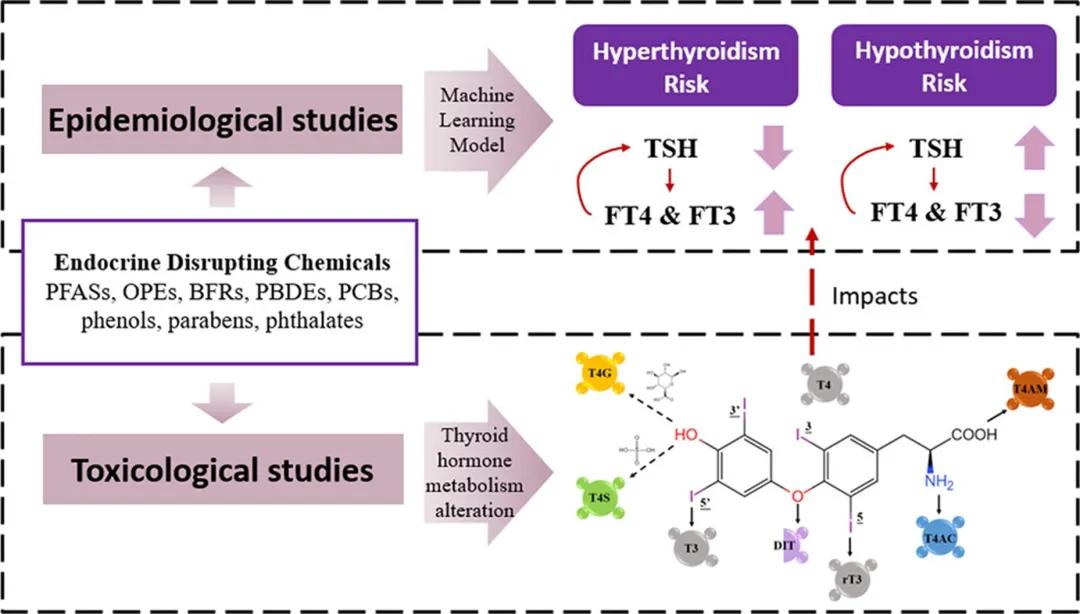 Environment & Health期刊_环境毒理学体外模型_环境化学与生态毒理学国家重点实验室（中国科学院生态环境研究中