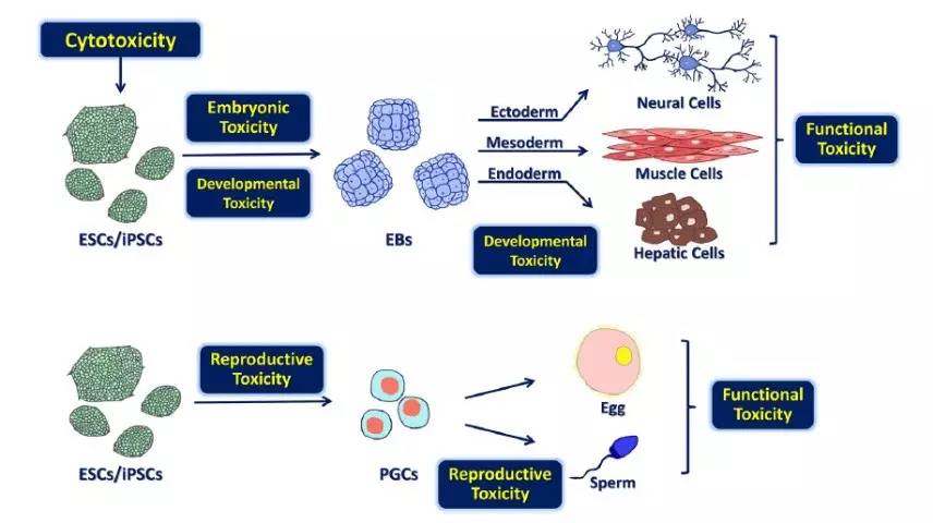 环境化学与生态毒理学国家重点实验室（中国科学院生态环境研究中_卤代有机污染物毒性_环境污染健康效应