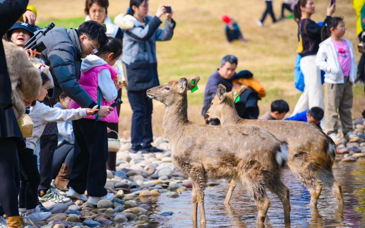 重庆两江新区赏花公园_两江新区花海旅游攻略_重庆园博园投资多少钱