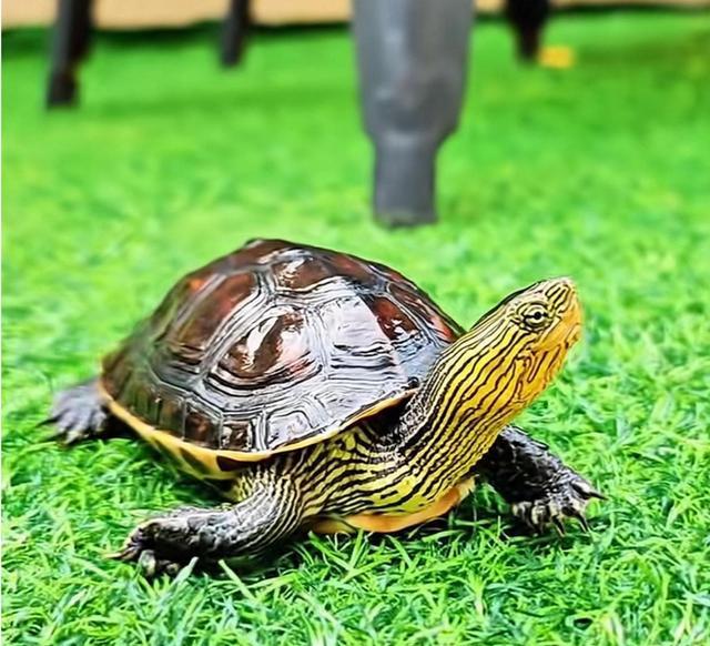 公缘批发价_黄喉龟小青_安缘价格趋势
