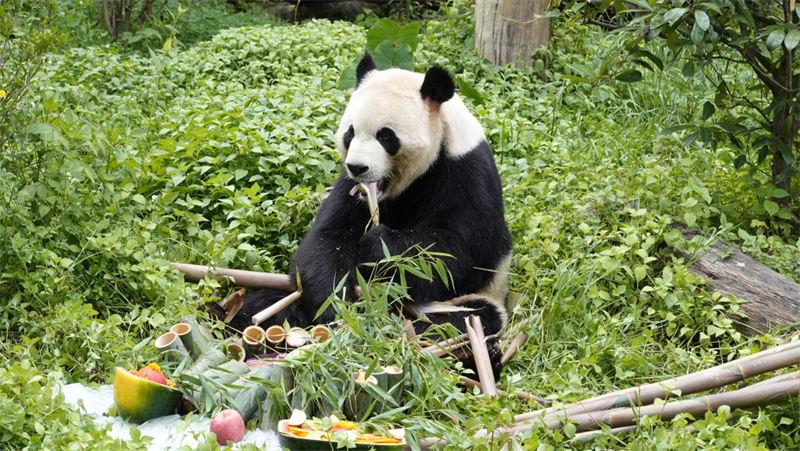 世界野生动植物日_普洱太阳河森林公园新生熊狸_世界野生动植物日是