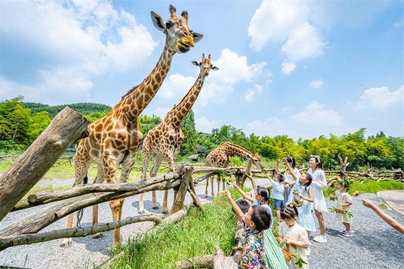 普洱太阳河森林公园新生熊狸_世界野生动植物日_世界野生动植物日是