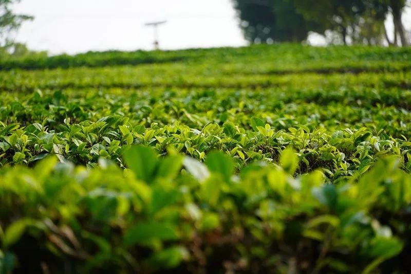 普洱太阳河森林公园新生熊狸_世界野生动植物日_世界野生动植物日是