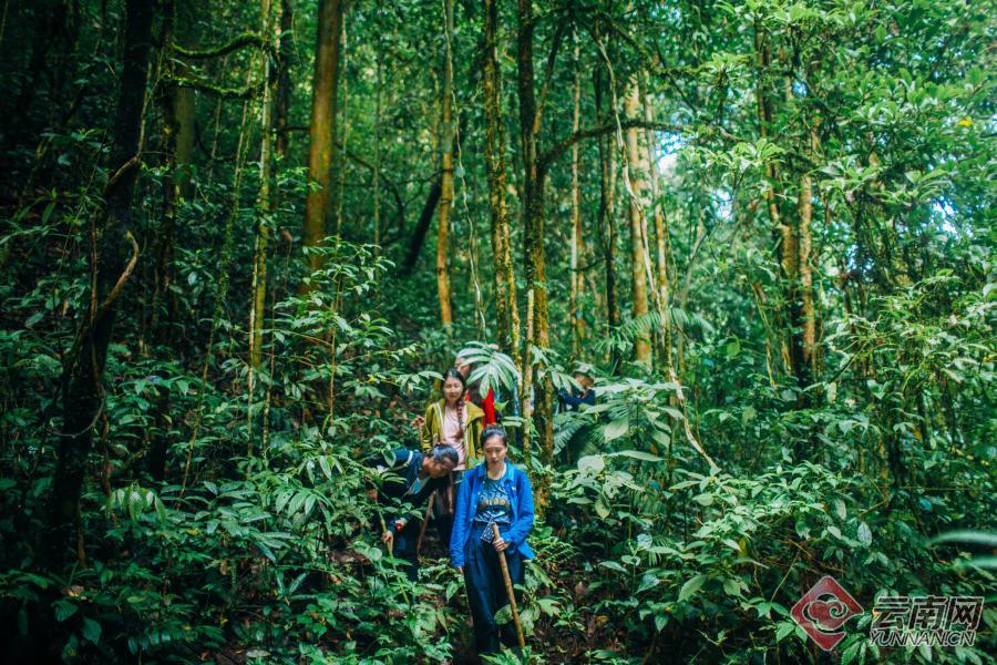 世界野生动植物日_世界野生动植物日是_普洱太阳河森林公园