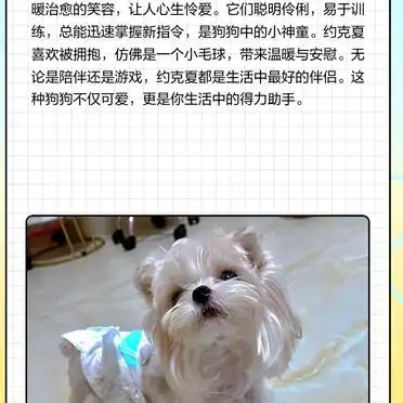 大耳朵狗狗受欢迎的原因_大耳朵狗狗品种介绍_大耳朵狗有哪些品种