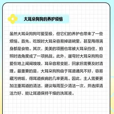 大耳朵狗狗受欢迎的原因_大耳朵狗有哪些品种_大耳朵狗狗品种介绍