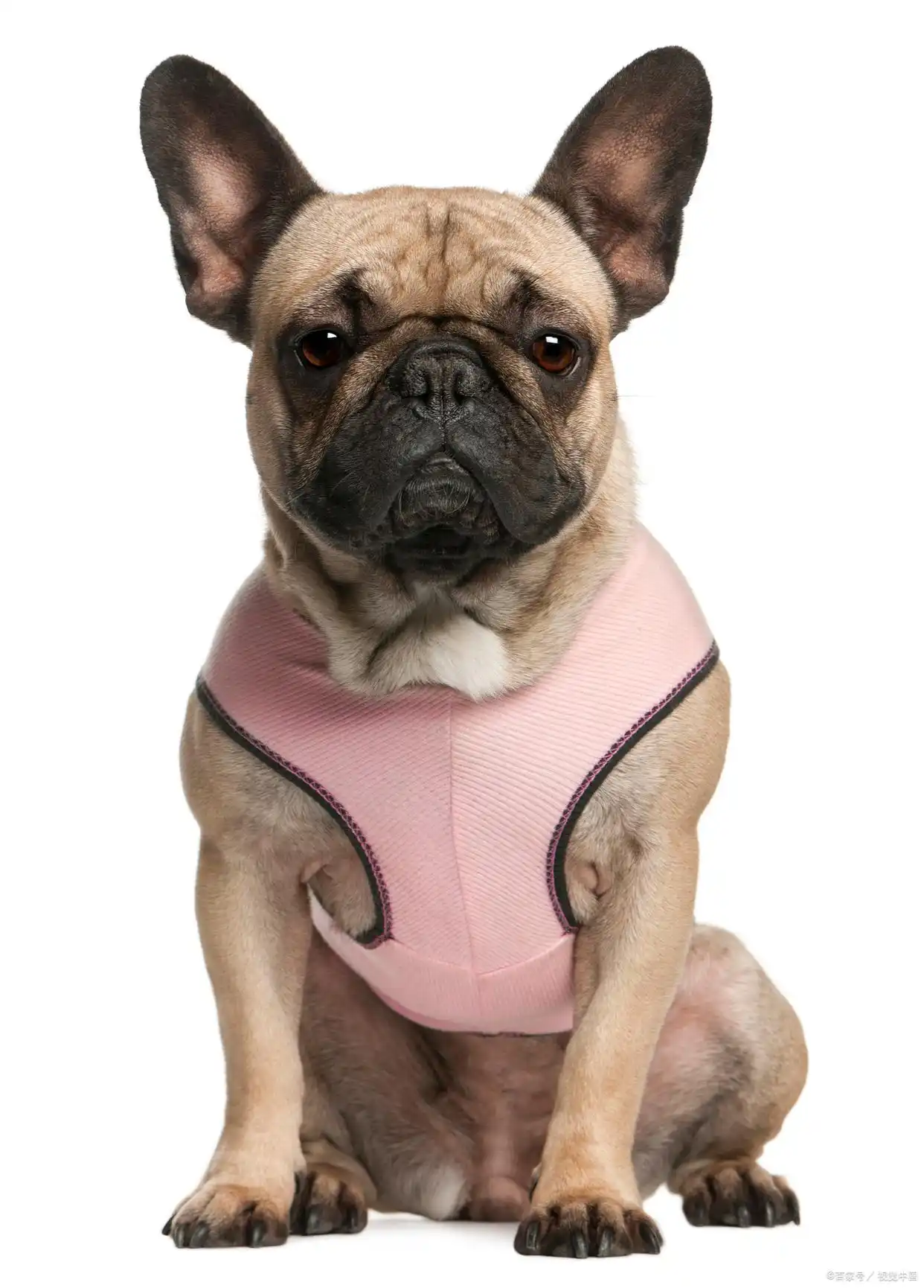 巴塞特猎犬大耳朵_大耳朵狗有哪些品种_大耳朵狗狗品种