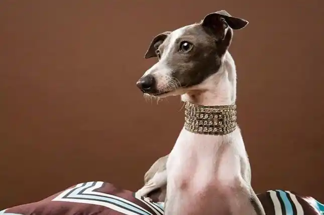 大耳朵狗有哪些品种_巴塞特猎犬大耳朵_大耳朵狗狗品种