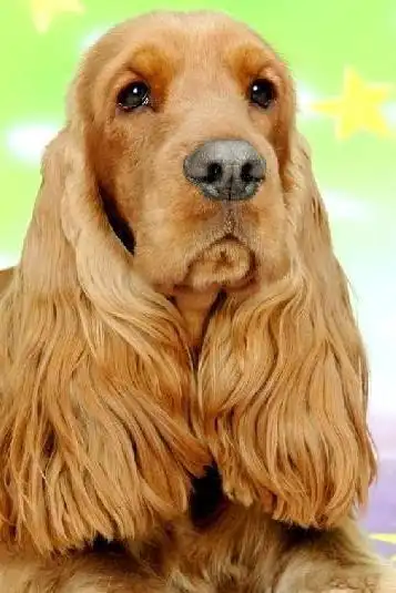 大耳朵狗有哪些品种_巴塞特猎犬大耳朵_大耳朵狗狗品种