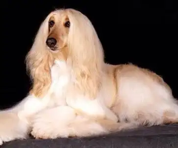 大耳朵狗有哪些品种_巴塞特猎犬大耳朵_大耳朵狗狗品种