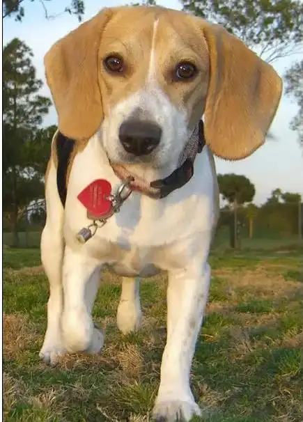 大耳朵狗狗种类_大耳朵狗有哪些品种_比格犬垂耳特点