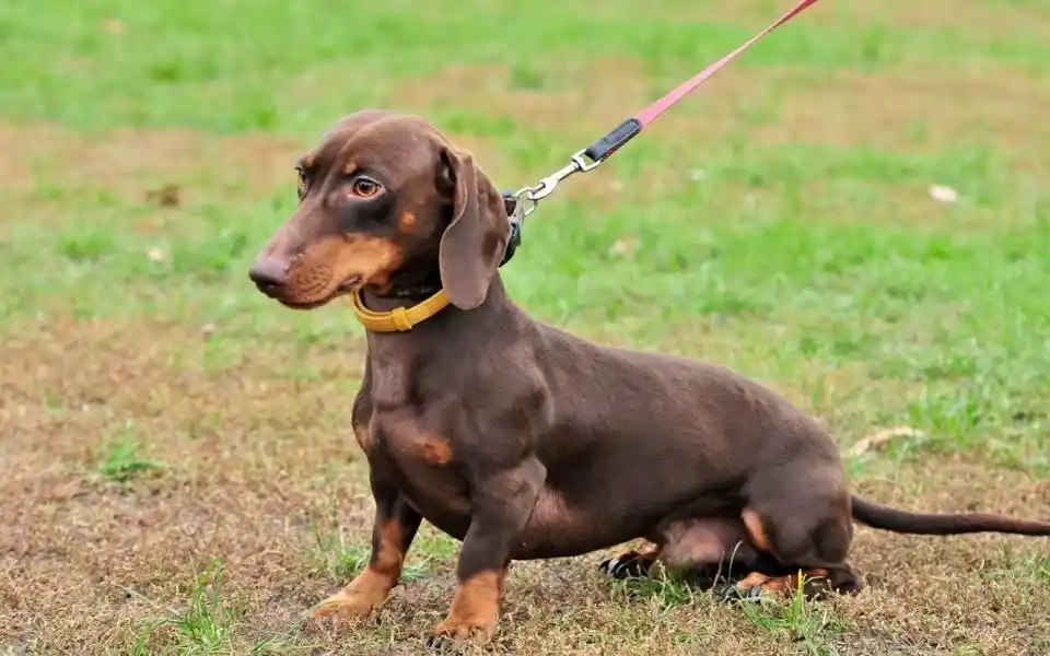 比格犬垂耳特点_大耳朵狗有哪些品种_大耳朵狗狗种类