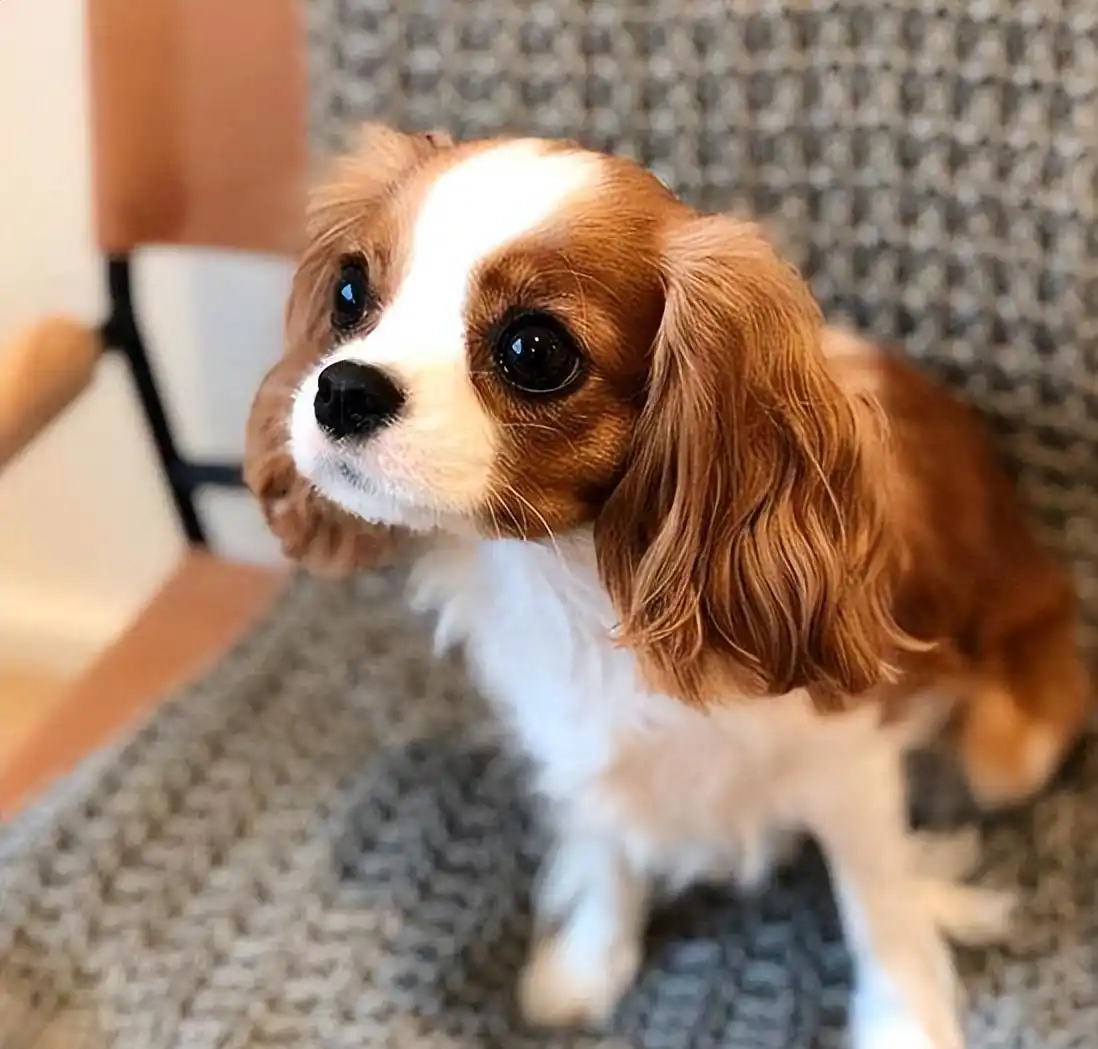 比格犬垂耳特点_大耳朵狗有哪些品种_大耳朵狗狗种类