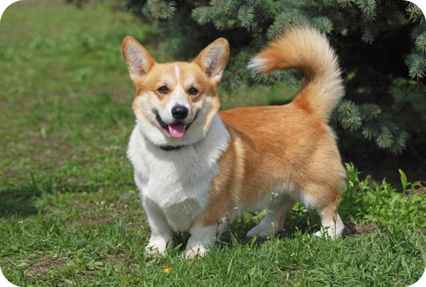 大耳朵狗有哪些品种_大耳朵狗狗种类_比格犬垂耳特点