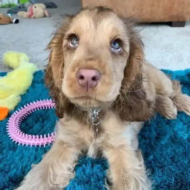 大耳朵狗狗种类_比格犬垂耳特点_大耳朵狗有哪些品种
