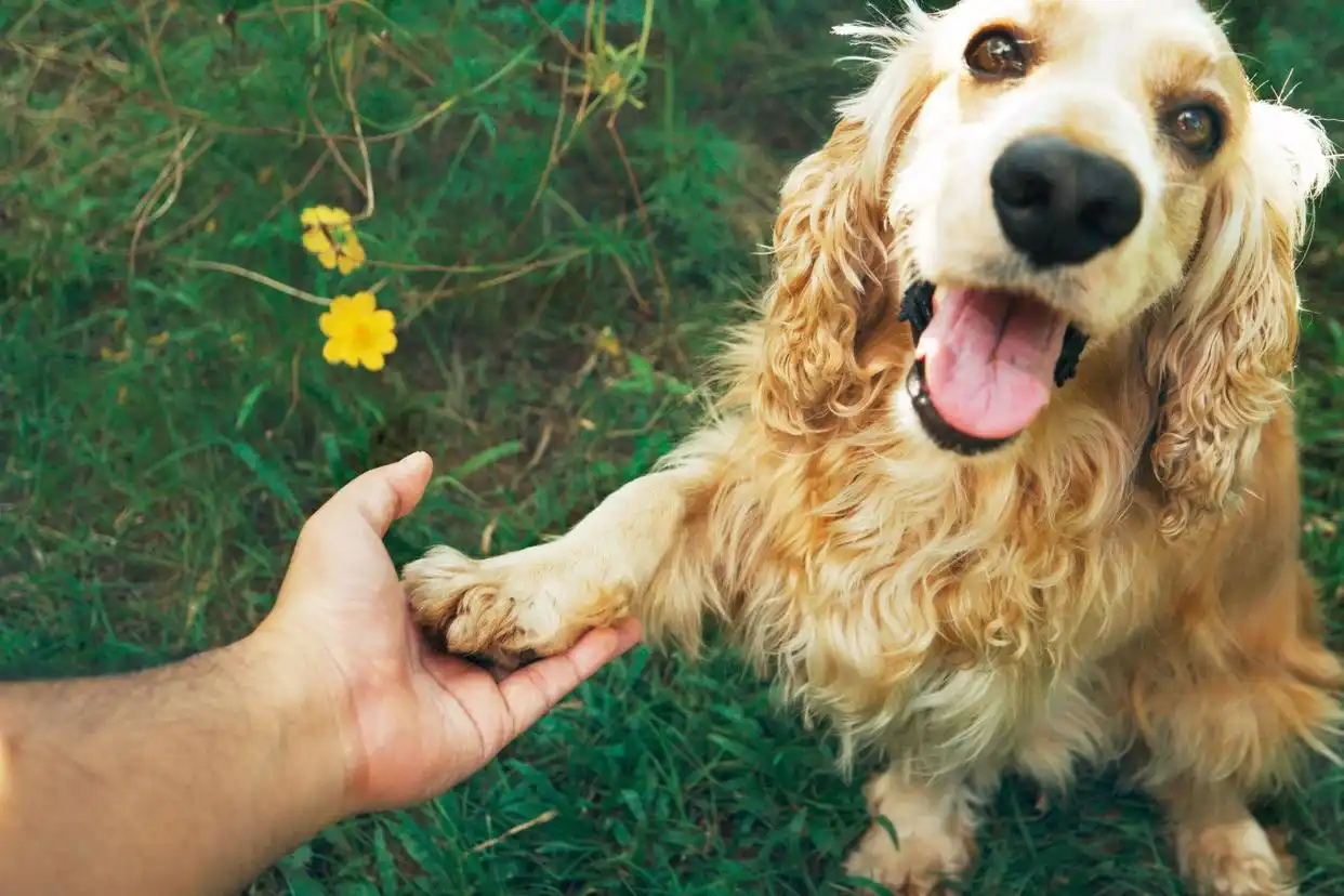 大耳朵狗有哪些品种_比格犬垂耳特点_大耳朵狗狗种类