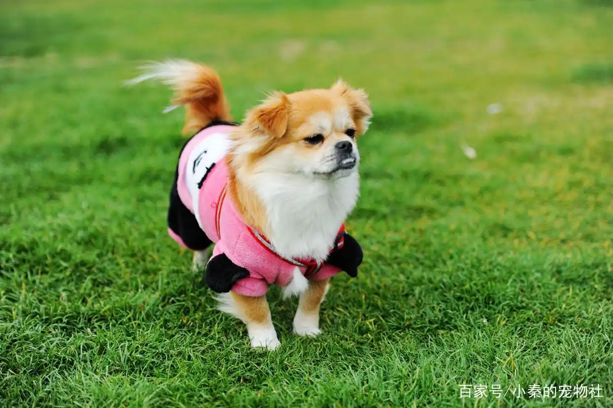 大耳朵狗有哪些品种_比格犬腊肠犬巴吉度犬可卡犬贵宾犬_长耳朵狗狗品种