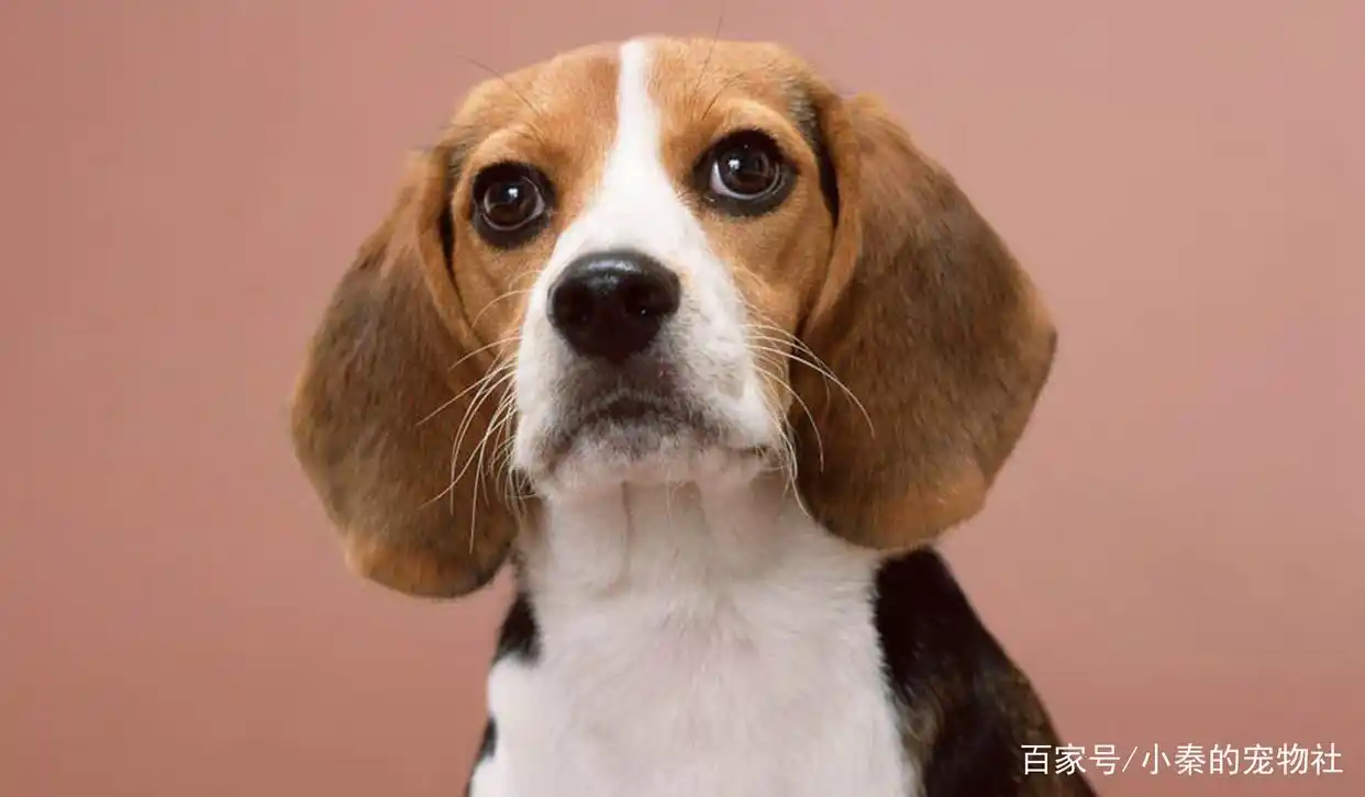 长耳朵狗狗品种_大耳朵狗有哪些品种_比格犬腊肠犬巴吉度犬可卡犬贵宾犬