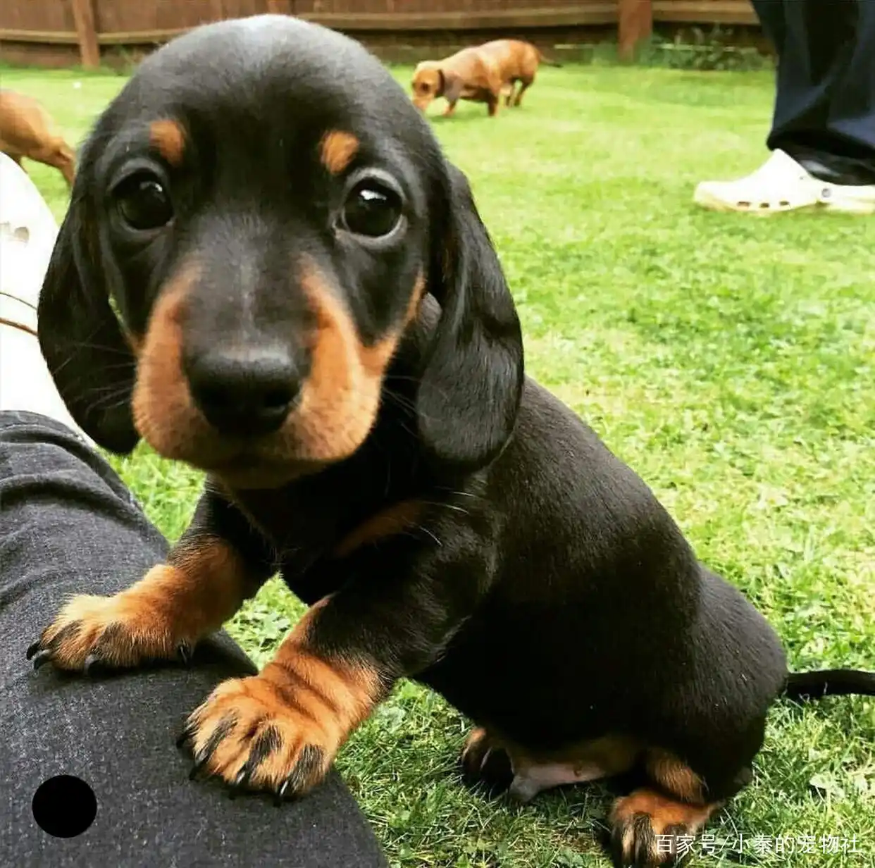 长耳朵狗狗品种_大耳朵狗有哪些品种_比格犬腊肠犬巴吉度犬可卡犬贵宾犬