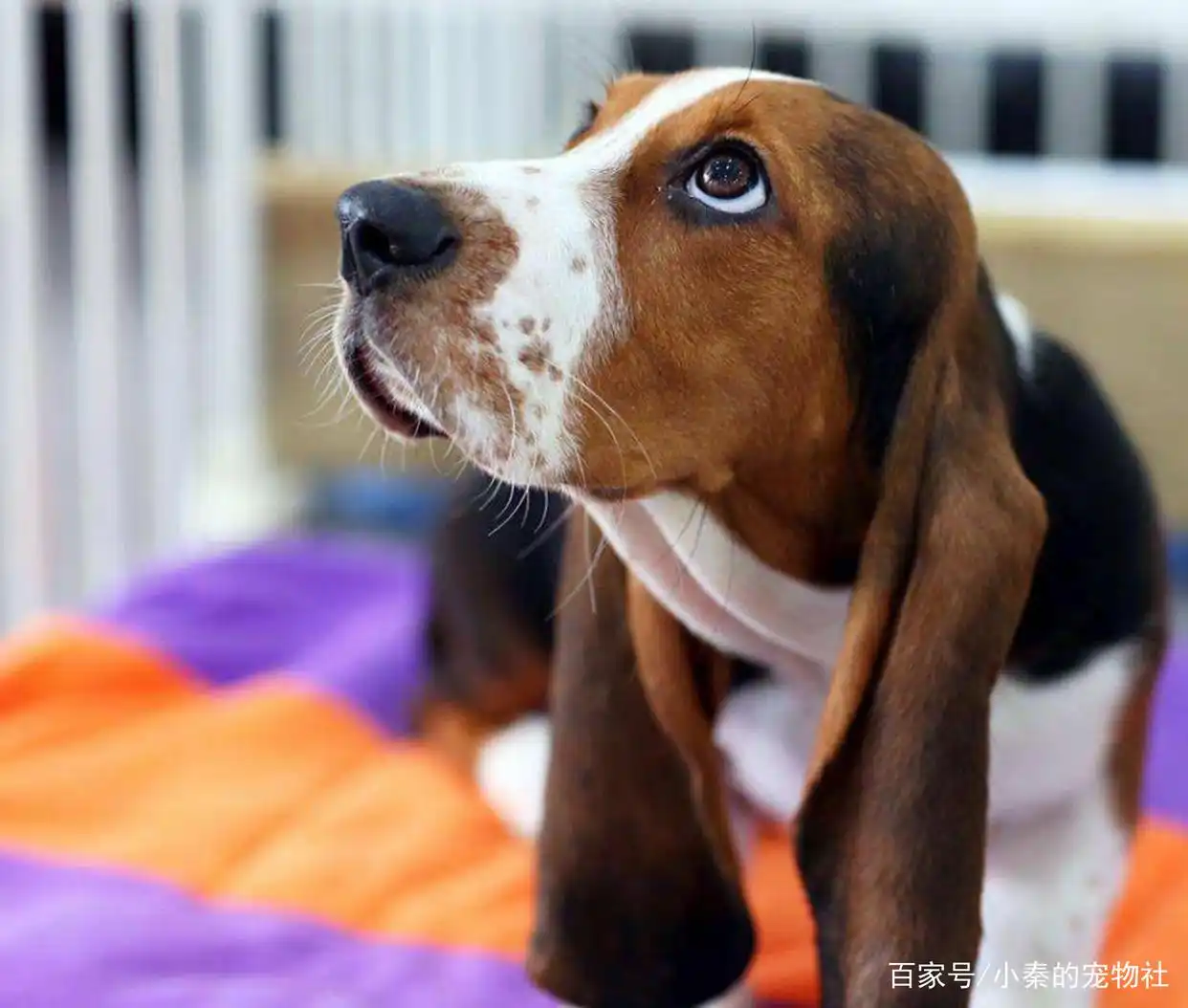 比格犬腊肠犬巴吉度犬可卡犬贵宾犬_长耳朵狗狗品种_大耳朵狗有哪些品种