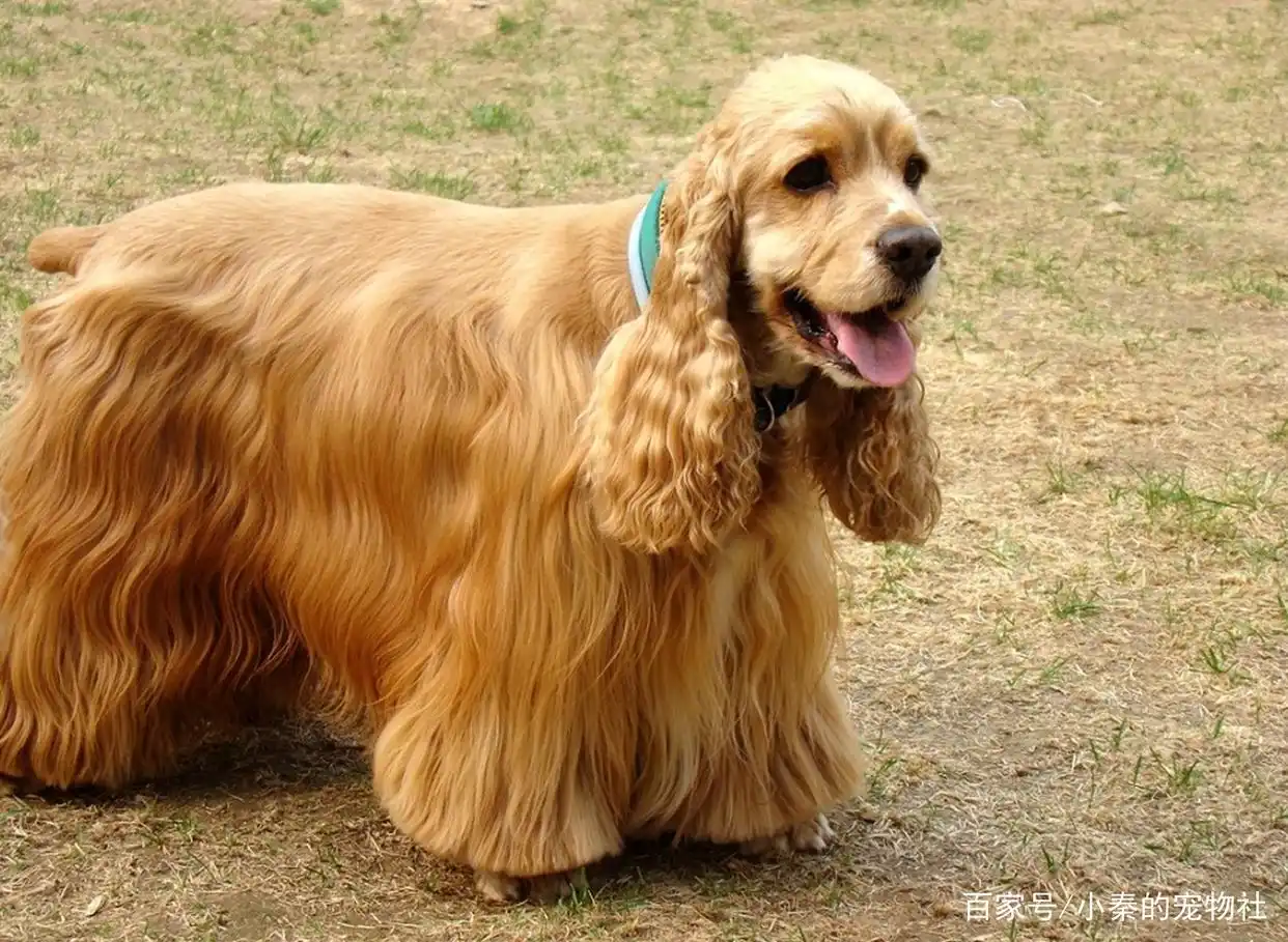 比格犬腊肠犬巴吉度犬可卡犬贵宾犬_大耳朵狗有哪些品种_长耳朵狗狗品种