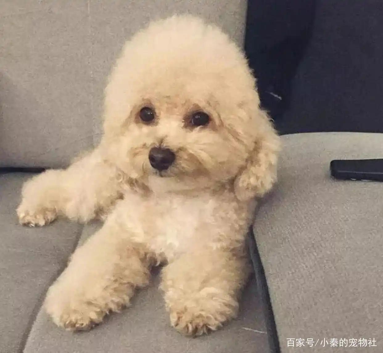 比格犬腊肠犬巴吉度犬可卡犬贵宾犬_大耳朵狗有哪些品种_长耳朵狗狗品种