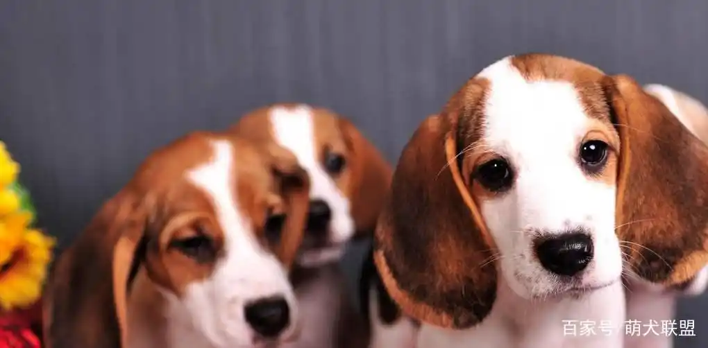 比格犬长耳朵特点_大耳朵狗狗种类_大耳朵狗有哪些品种