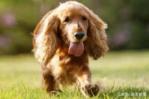 大耳朵狗狗种类_比格犬长耳朵特点_大耳朵狗有哪些品种