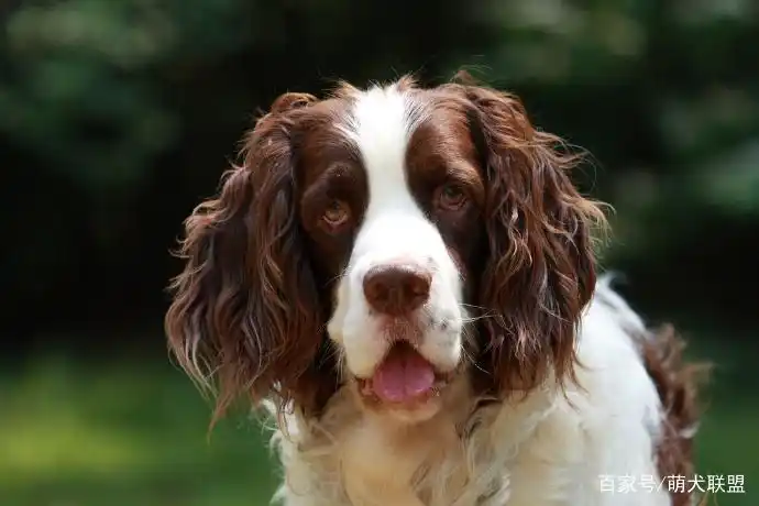 比格犬长耳朵特点_大耳朵狗狗种类_大耳朵狗有哪些品种