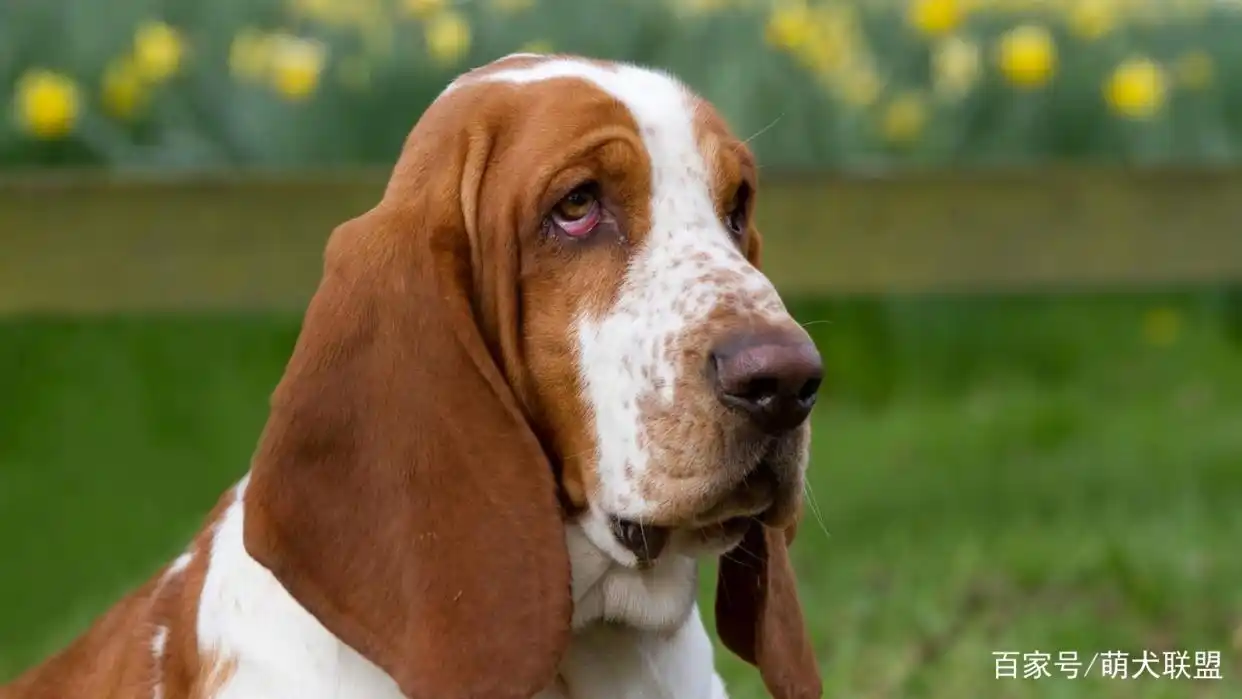 大耳朵狗有哪些品种_比格犬长耳朵特点_大耳朵狗狗种类