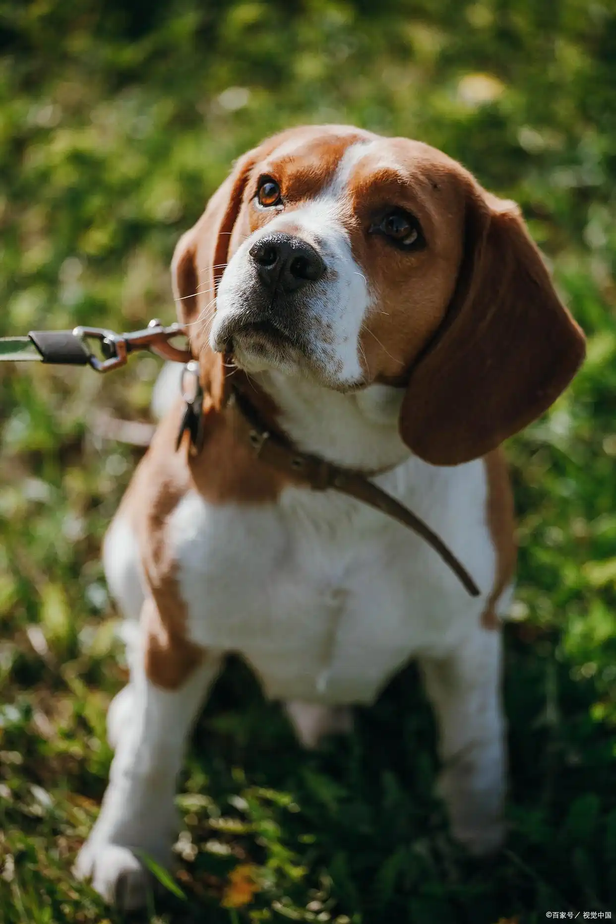 大耳朵狗有哪些品种_长耳朵猎犬介绍_大耳朵狗品种