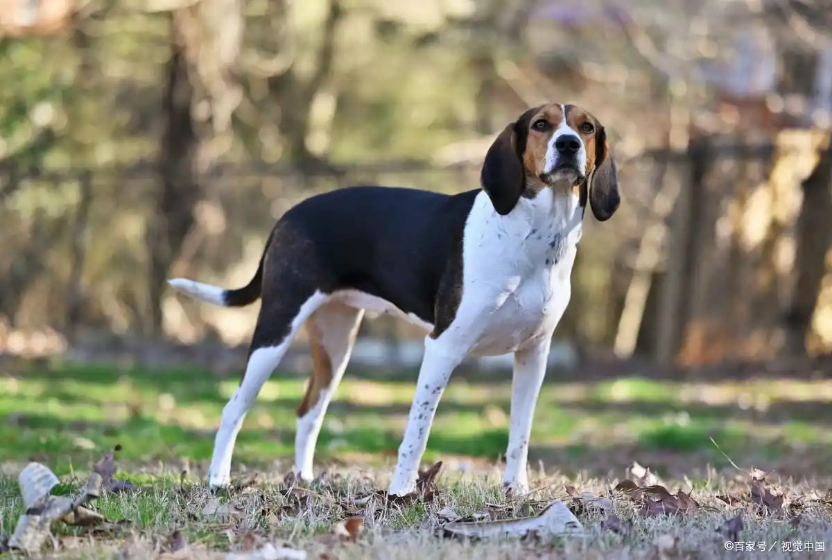 大耳朵狗有哪些品种_大耳朵猎犬 中国冠毛狗 华特猎犬