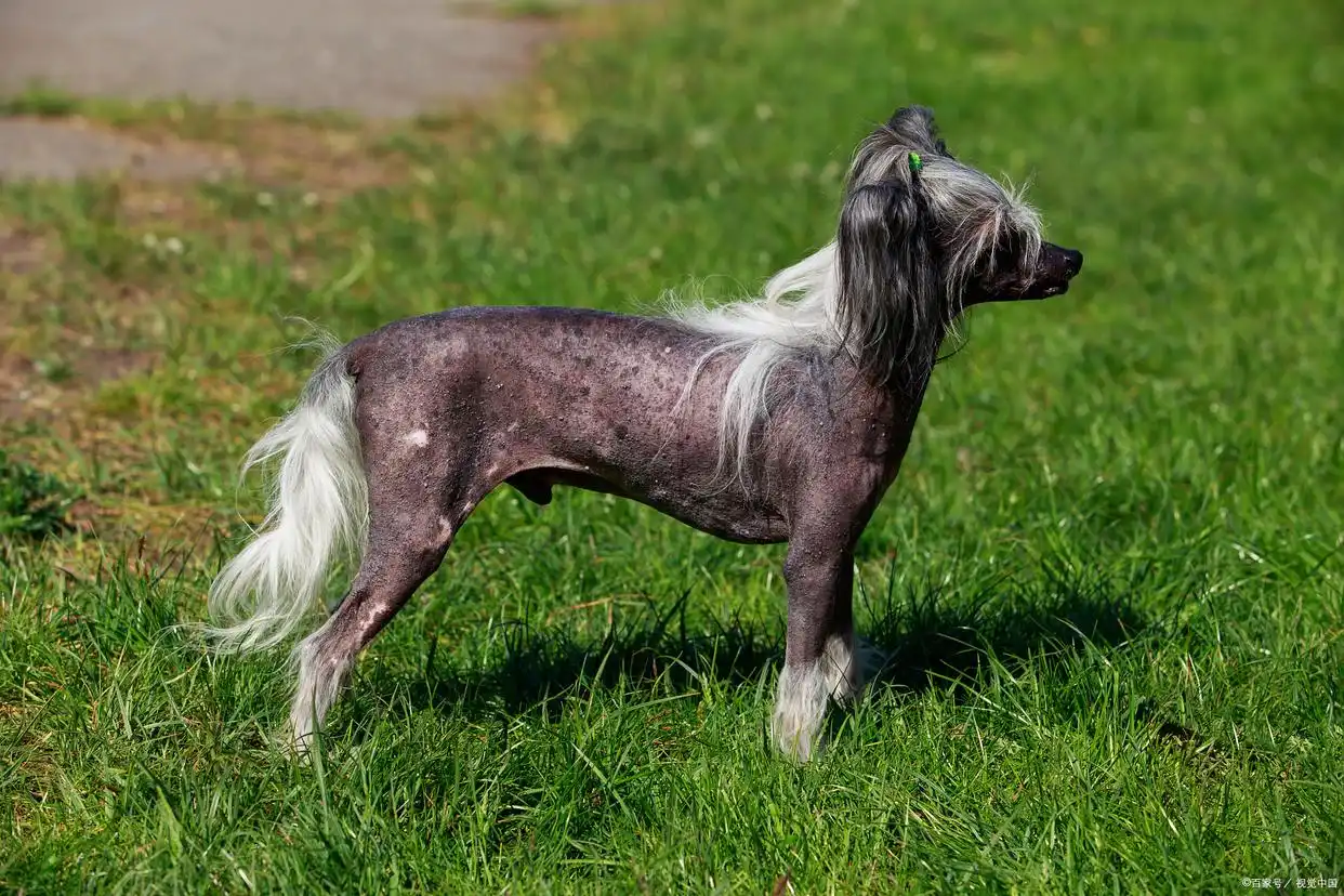 大耳朵猎犬 中国冠毛狗 华特猎犬_大耳朵狗有哪些品种