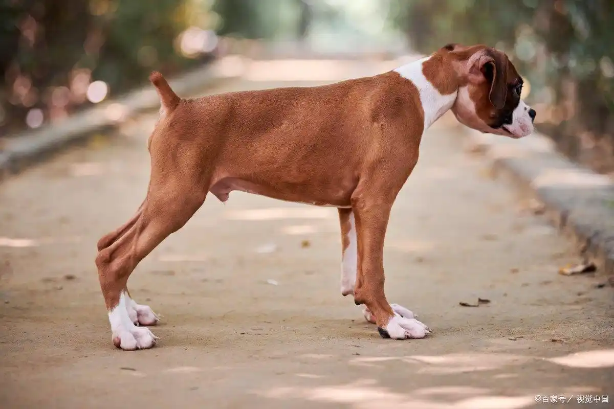 大耳朵狗有哪些品种_大耳朵猎犬 中国冠毛狗 华特猎犬