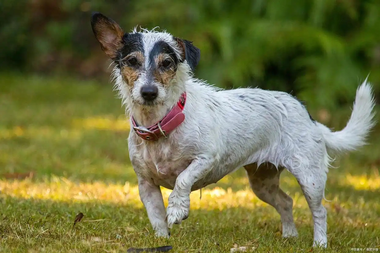 大耳朵猎犬 中国冠毛狗 华特猎犬_大耳朵狗有哪些品种