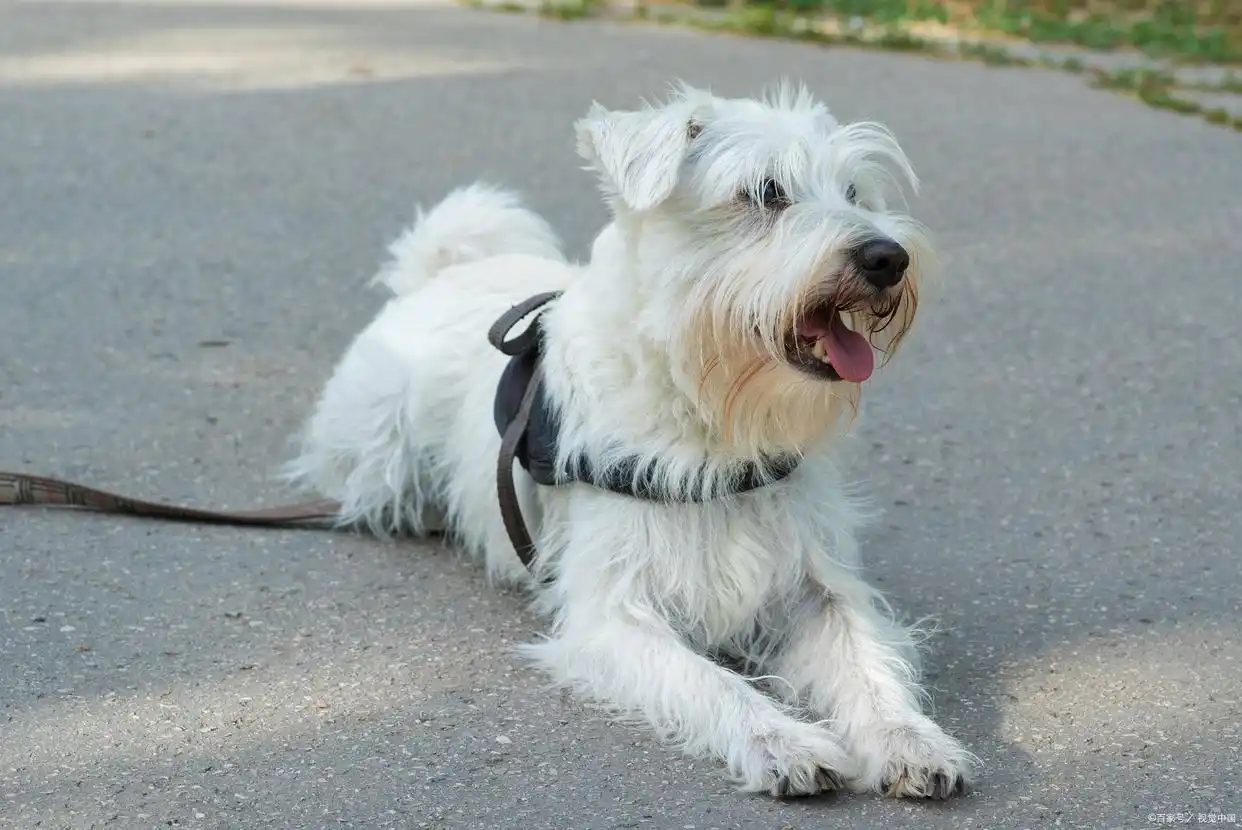 大耳朵猎犬 中国冠毛狗 华特猎犬_大耳朵狗有哪些品种