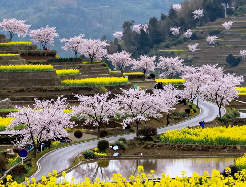 婺源八大景区免门票攻略_婺源十万亩樱花花海_婺源十一自驾游