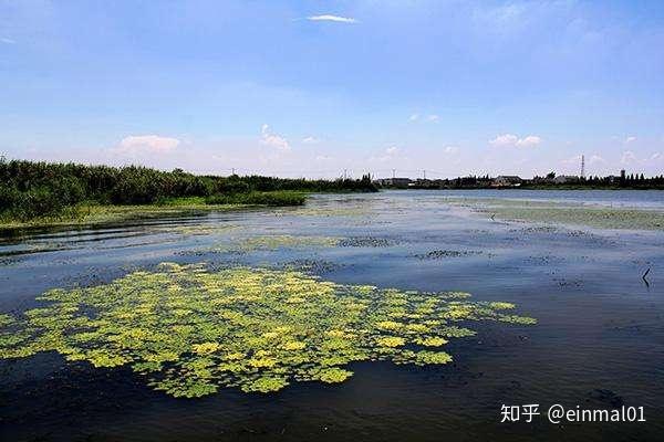 湿地生态系统_湿地生态系统健康_湿地形成原因
