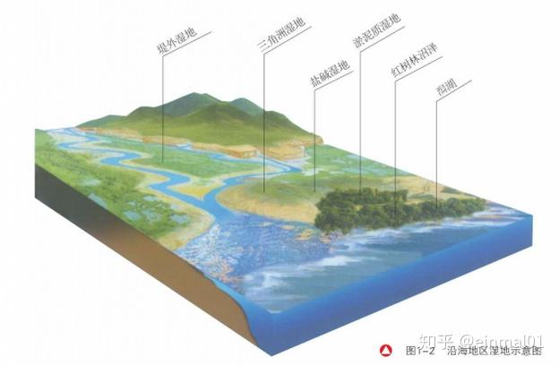 湿地生态系统健康_湿地形成原因_湿地生态系统